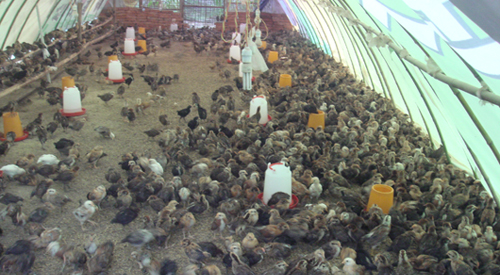 丹凤县刘和宏投资建立散养土鸡基地