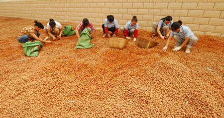 山里核桃丰收了