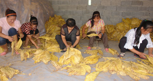 镇安县三点五万亩烤烟喜获丰收