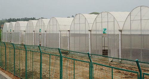 景村的大棚景观