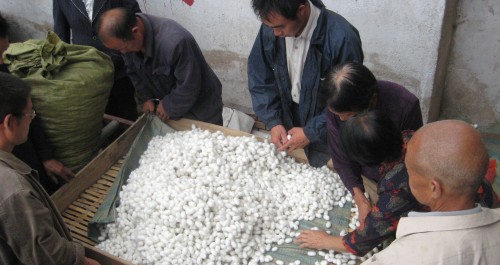 洛南县景村镇大力发展蚕桑产业