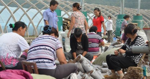 商南县青山镇上河村设施大棚白灵菇建设有序进行