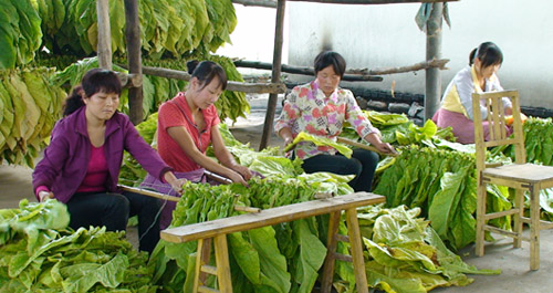 谢湾镇动员育龄妇女参加“五大产业”竞赛活动