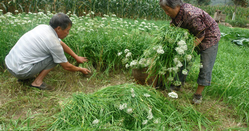 镇安县永乐镇栗园村菜农收割韭菜忙