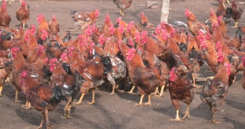 刘湾探索特种鸡养殖新路子