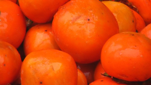 洛南柿子大又红