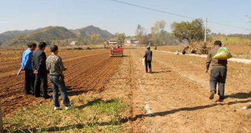寺坡镇推进小麦高产示范点创建工作