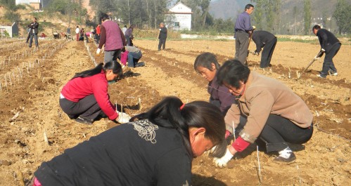 高耀镇严把“五关”，全力推进蚕桑产业发展