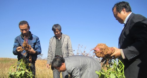洛南县成为红薯新品种推广种植示范基地