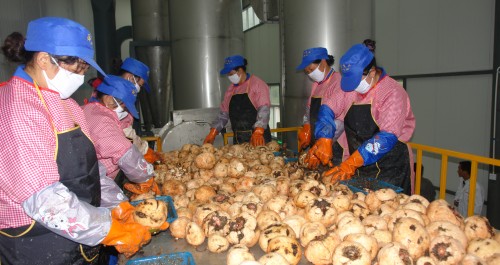 镇安魔芋精粉生产加工厂近日投入运营