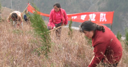 丹凤县组织三百多人参加专业造林队