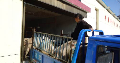 洛南县景村镇生猪产业迅速发展