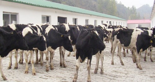 清油河镇迎来了35头高产荷斯坦奶牛