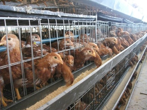 寺坡镇大力发展畜牧产业