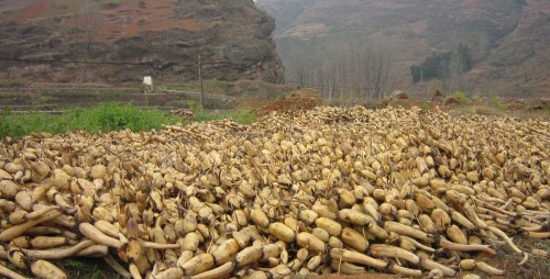 山阳莲藕丰收正当时