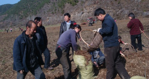 洛南目前正值丹参采挖期