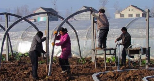 古城镇积极发展设施大棚蔬菜