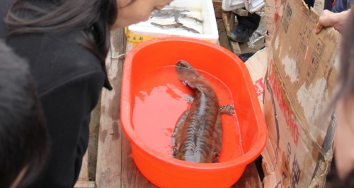 丹凤项身价50余万的大鲵吸引了众多人目光