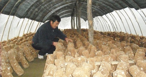柞水发展反季节代料食用菌