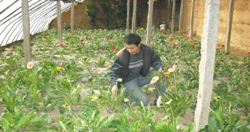 瓦房口、下梁、杏坪镇等地种植反季节花卉