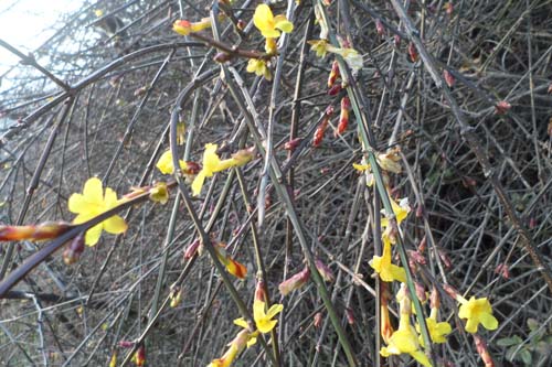 丹凤县鸡冠山迎春花寒冬绽放