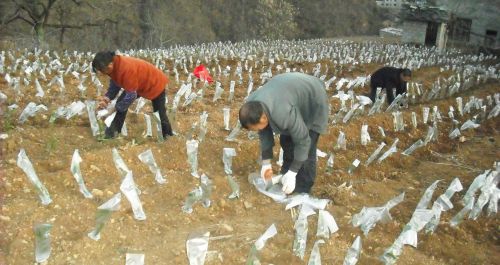 柞水县柴庄镇万亩有机茶园基地建设一期工程最近启动