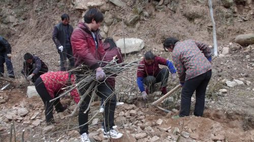 寺坡镇积极开展植树造林