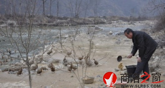 米粮镇做强红心鸭蛋产业