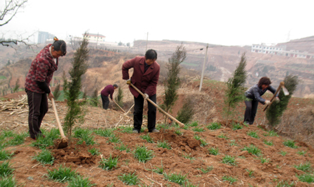 东坡岭上植树忙