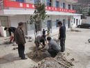 柞水党校干部双休忙植树
