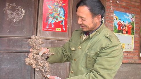 石坡一村民挖出一个罕见的“猪苓娃娃”