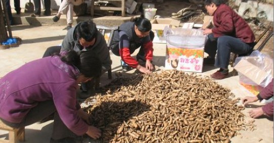 天麻种植能手闵向阳将收获的天麻进行分类