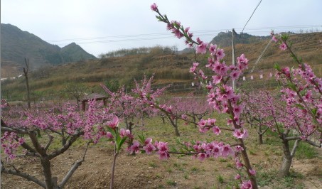 丹凤县桃花谷水保示范园内桃花竞相绽放