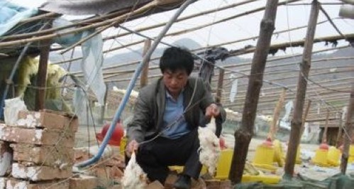 丹凤县商镇商山村一养鸡户大棚被狂风损坏