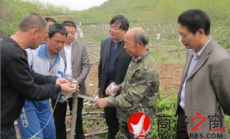 商镇邀请县林业技术人员对核桃树进行低产改造