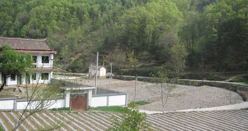 丹凤县花瓶子镇发展地膜洋芋产业