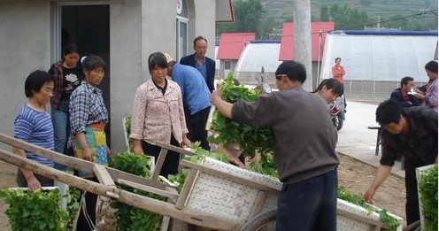 景村镇烤烟进行大田移栽