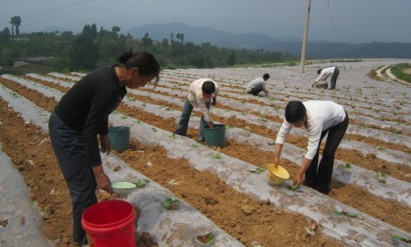 洛惠渠灌区为烟农大田移栽分忧解愁