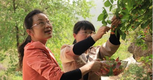 山阳县大力发展林特经济