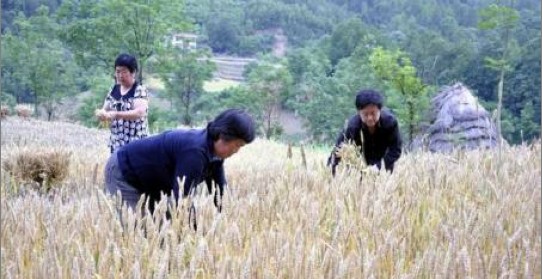 米粮镇农民喜收丰收小麦