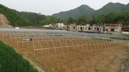 商南县青山镇大力发展设施农业