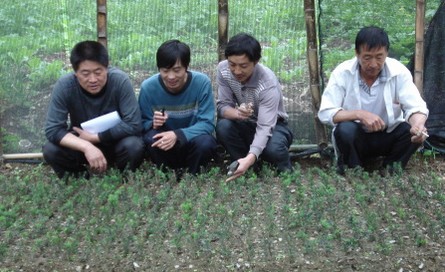 皂河东垣红豆杉基地建设初见成效