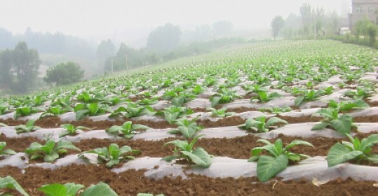 柏峪寺镇烤烟长势喜人