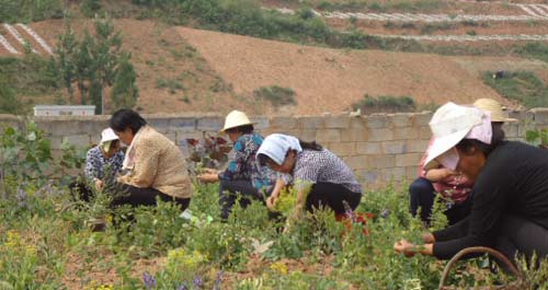 洛南县景村农民大力发展金银花种植