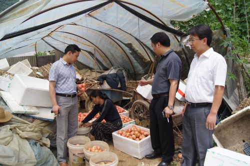 永乐镇典史村大力发展大棚蔬菜