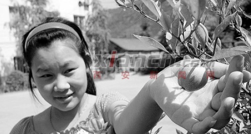 丹凤橘树结的果子像苹果 专家：可能是花粉变异