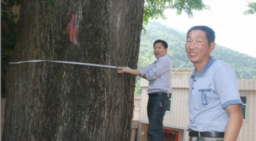 商南发现一棵600年银杏“老寿星”