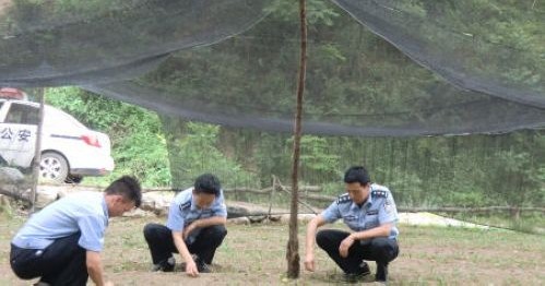 柞水县森林公安协助村民筹建白皮松苗圃