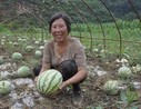 米粮镇红卫村大棚西瓜备受消费者青睐
