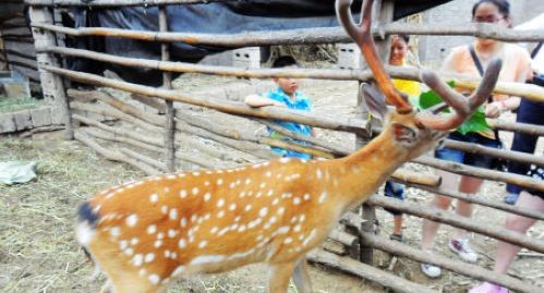 洛南县云仙山农家乐念活特色养殖销售经